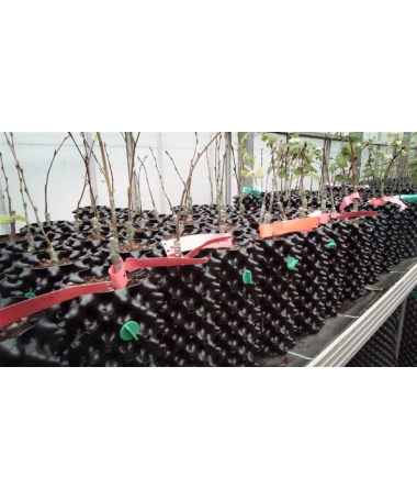 DONICZKA AIR-POTS 3L SUPER ROOTS - 2 - Air-Pots posiadają niezwykłe, profilowane ściany, rodzaj konfiguracji wytłaczanki do jaje