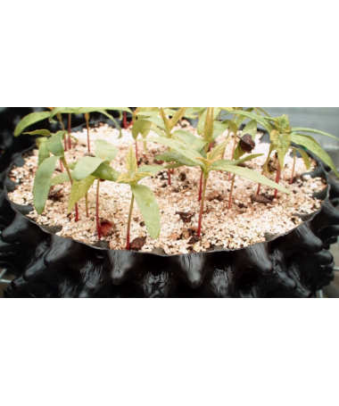 DONICZKA AIR-POTS 3L SUPER ROOTS - 4 - Air-Pots posiadają niezwykłe, profilowane ściany, rodzaj konfiguracji wytłaczanki do jaje