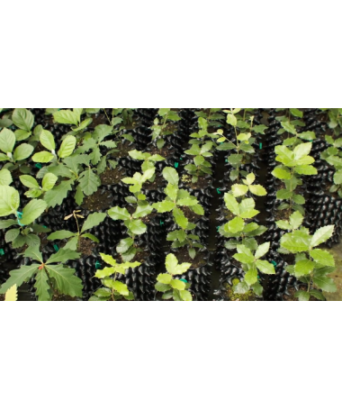 DONICZKA AIR-POTS 3L SUPER ROOTS - 5 - Air-Pots posiadają niezwykłe, profilowane ściany, rodzaj konfiguracji wytłaczanki do jaje